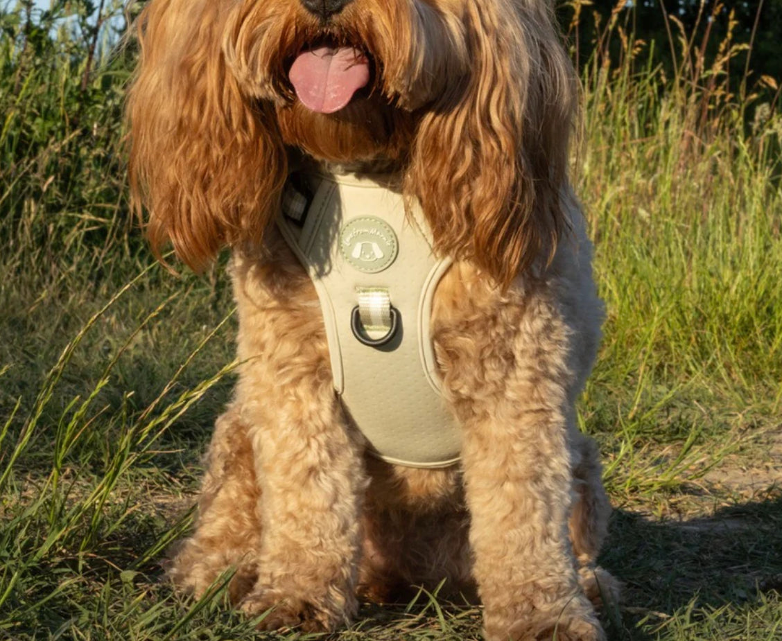 Love From Marnie Dynamic Harness - Pistachio