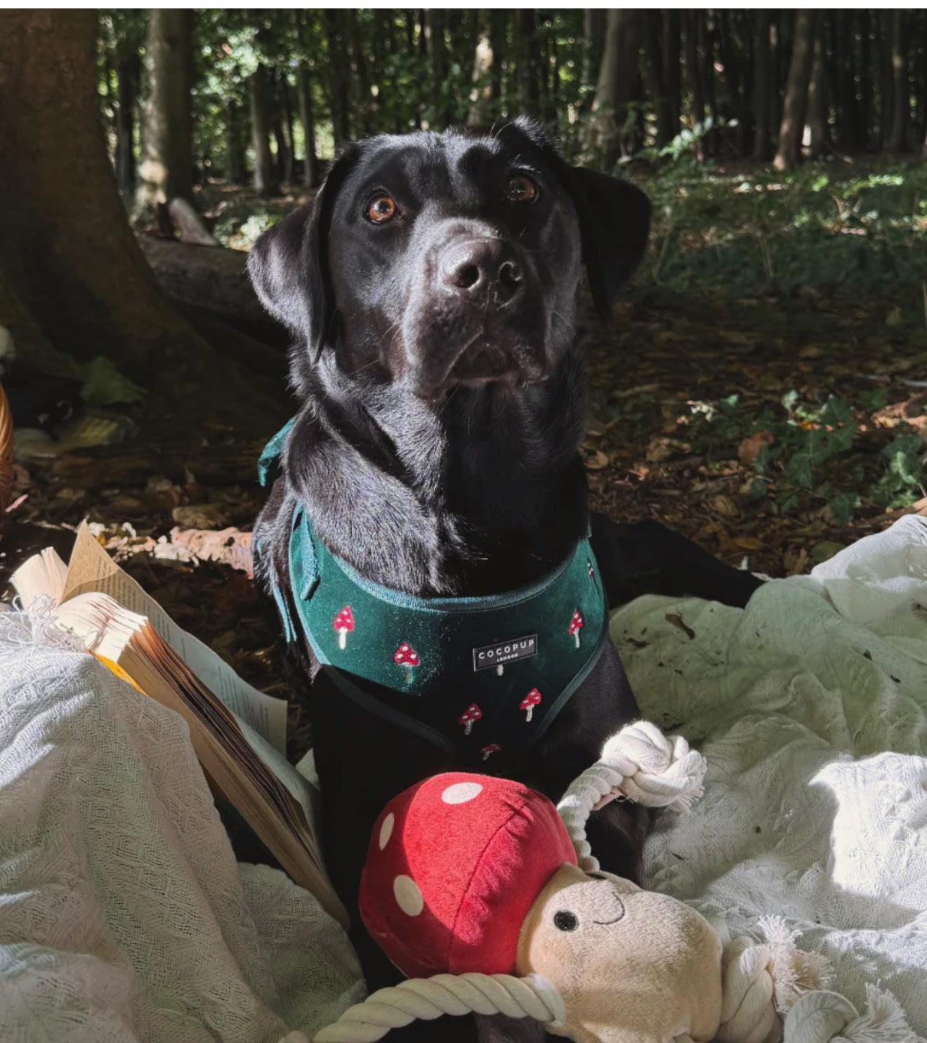 Cocopup London - Toadstool Trails Adjustable Neck Harness