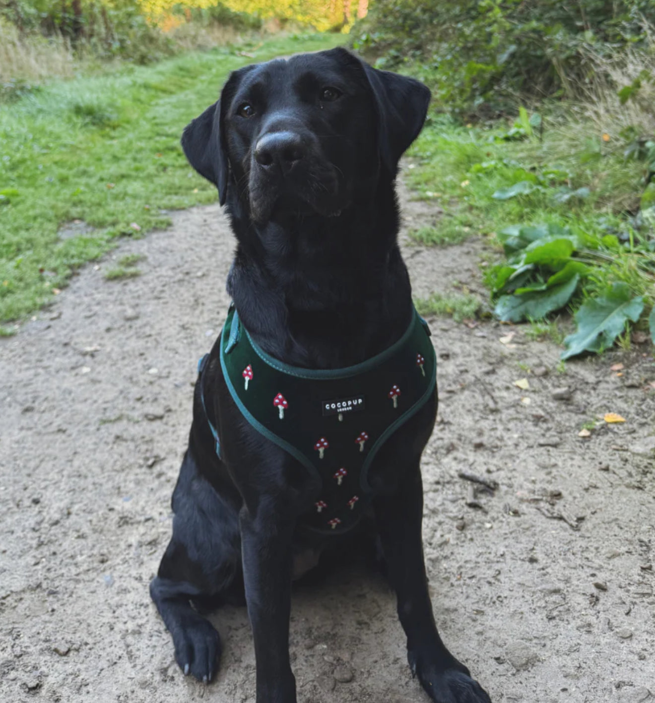 Cocopup London - Toadstool Trails Adjustable Neck Harness