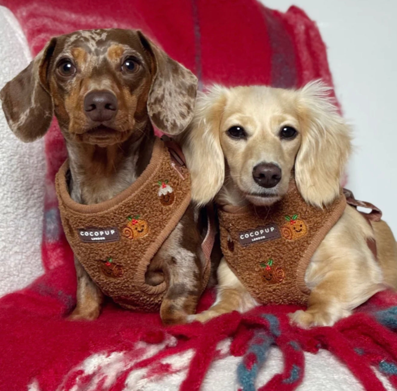 Cocopup London Festive Pudding Adjustable Harness