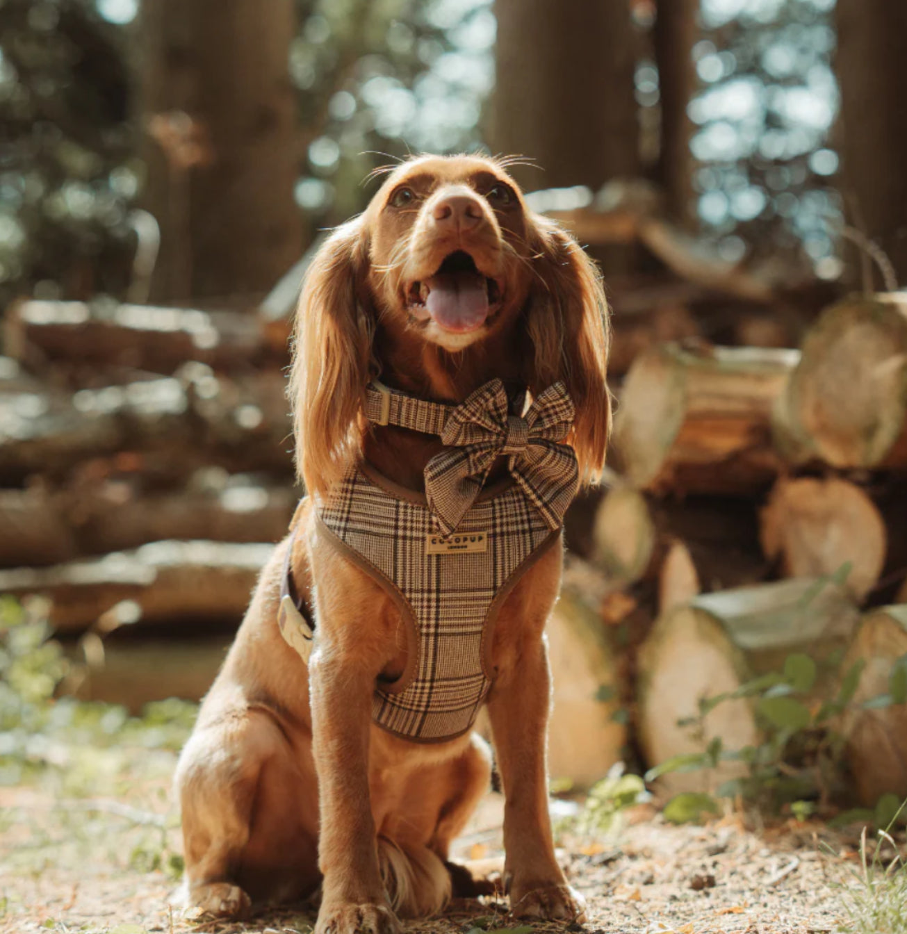 Cocopup London Collar - Pup Plaid