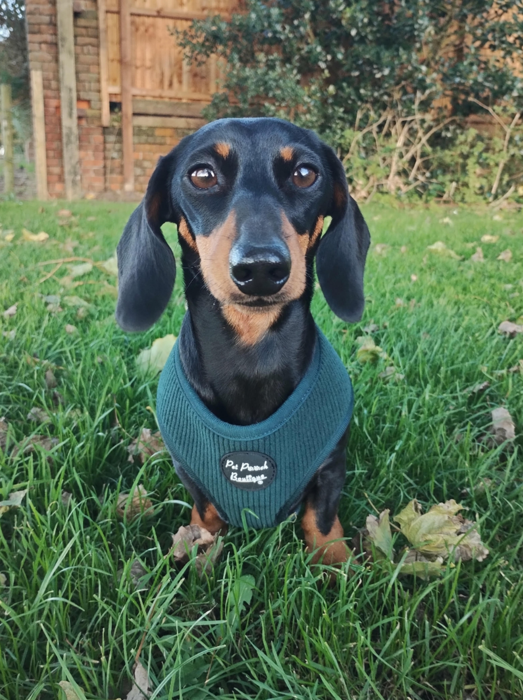 Pet Pooch Boutique Adjustable  Harness - Forrest Green Cord