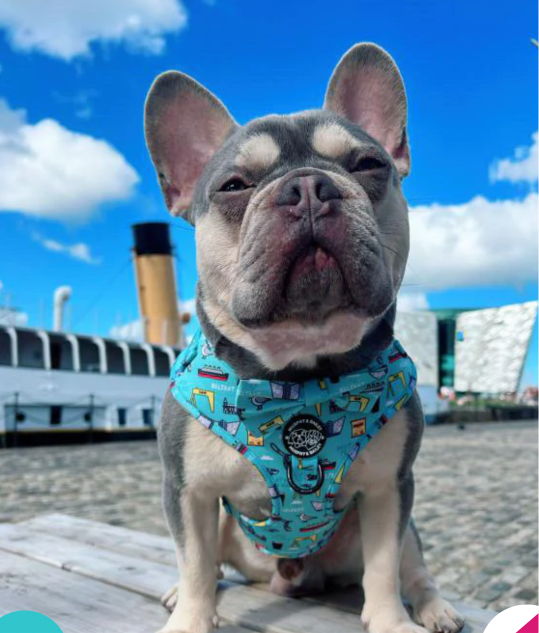 Murphy & Bailey Adjustable Harness - Mutts about Belfast Blue