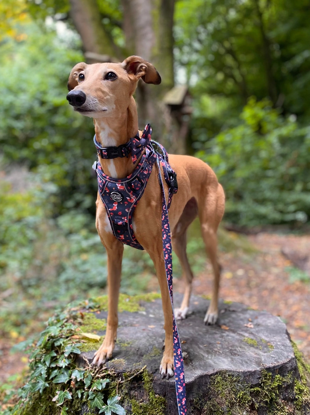 Murphy & Bailey Explore Harness - Let’s get foxy!