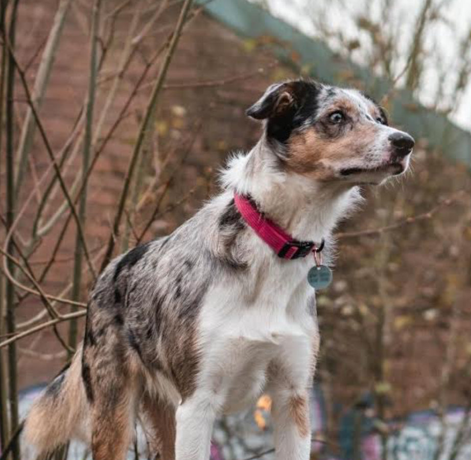 Pet Pooch Boutique Collar - Rose Pink Cord with free bow tie
