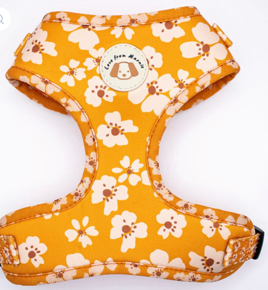 Special End of Month Offer!!
- Love from Marnie Orange Blossom Harness & Collar Set