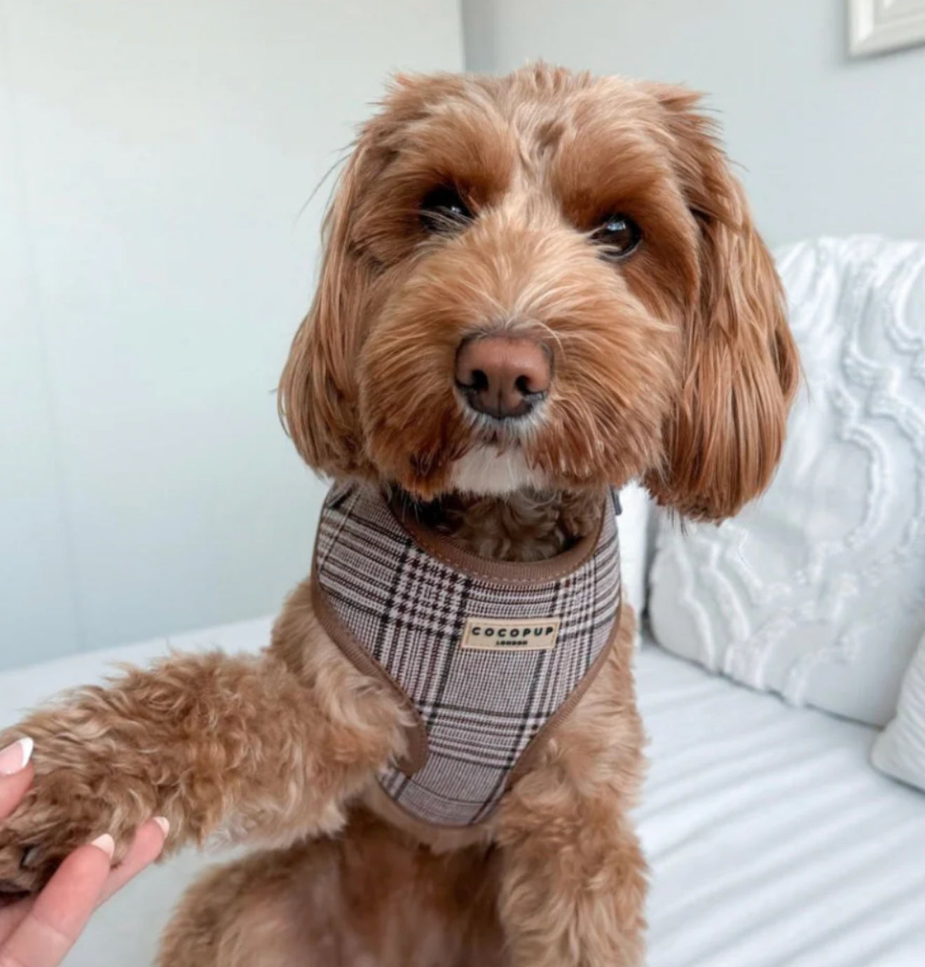 Cocopup London Adjustable Neck Harness - Pup Plaid