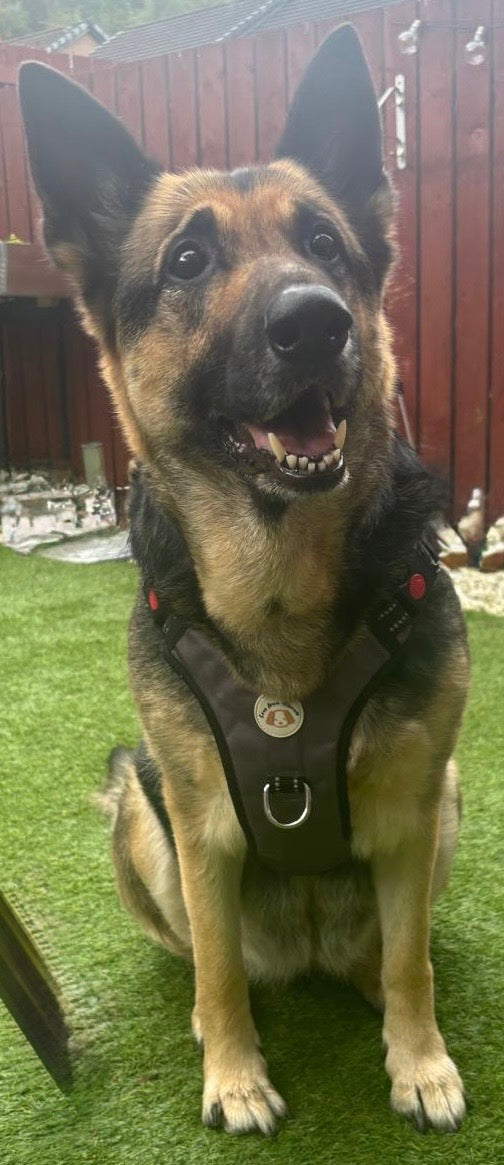 SALE!!! Love From Marnie LED Harness Grey