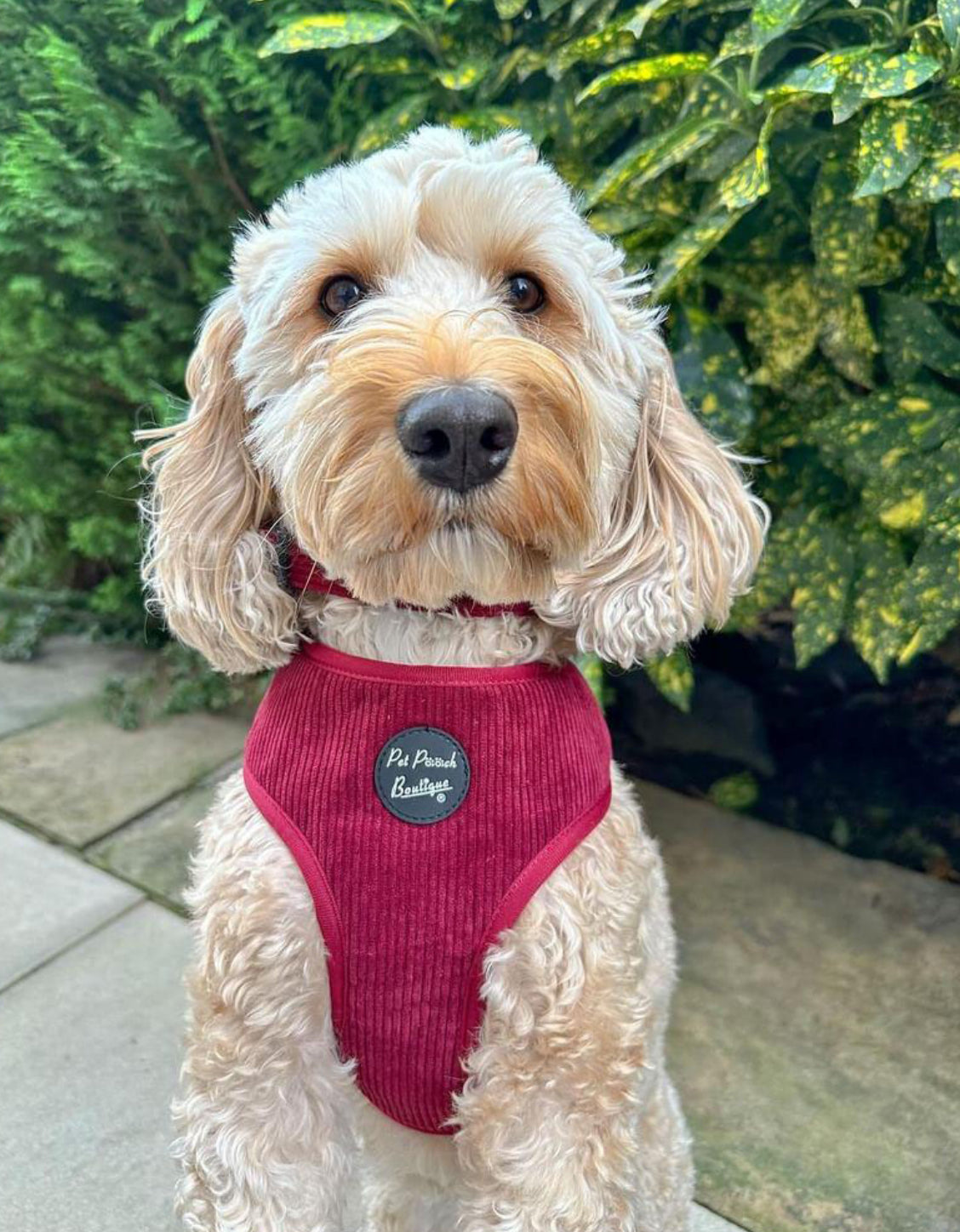 Pet Pooch Boutique Adjustable Harness - Burgandy Red Cord