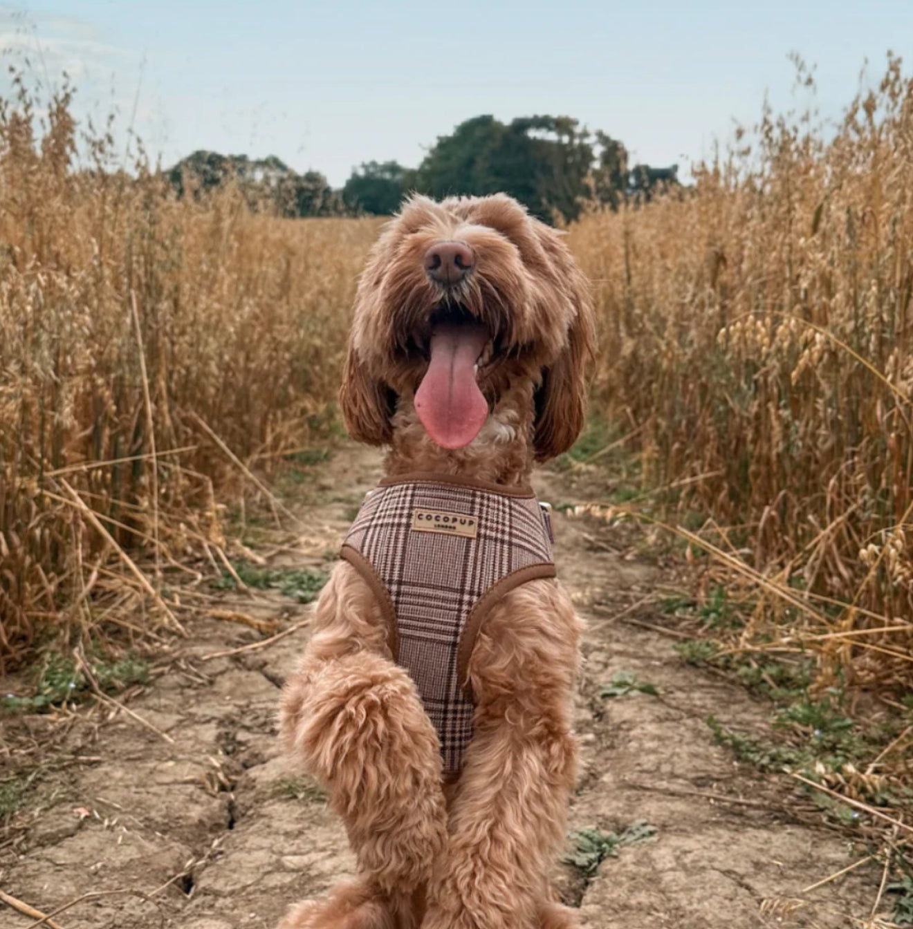 Cocopup London Adjustable Neck Harness - Pup Plaid