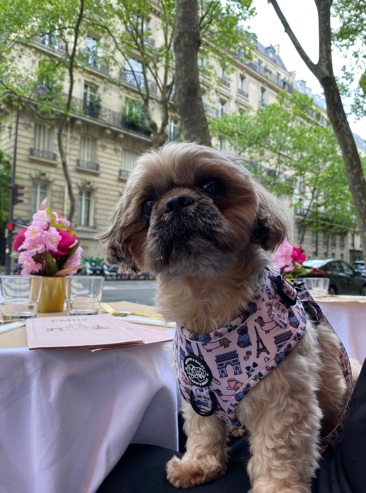 Murphy & Bailey Adjustable Harness - Bark de Triomphe