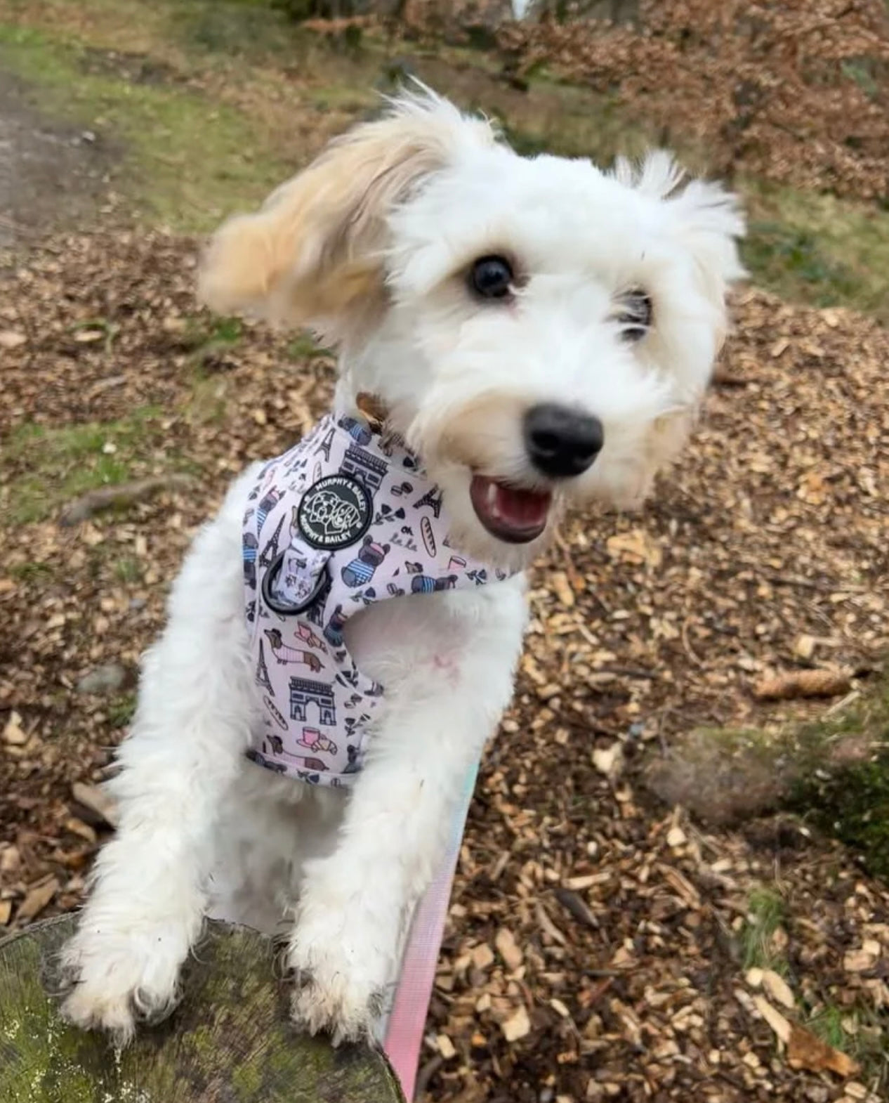 Murphy & Bailey Adjustable Harness - Bark de Triomphe