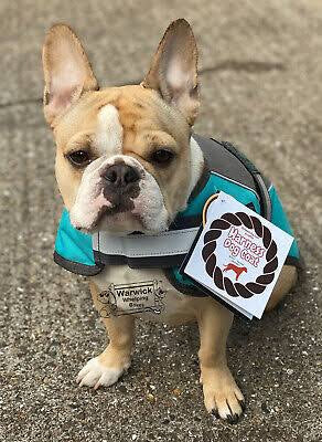 Animate Dog Coat Grey/Teal