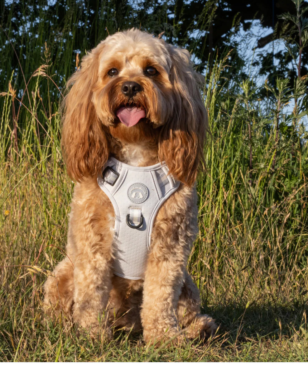 Love From Marnie Dynamic Harness- Periwinkle