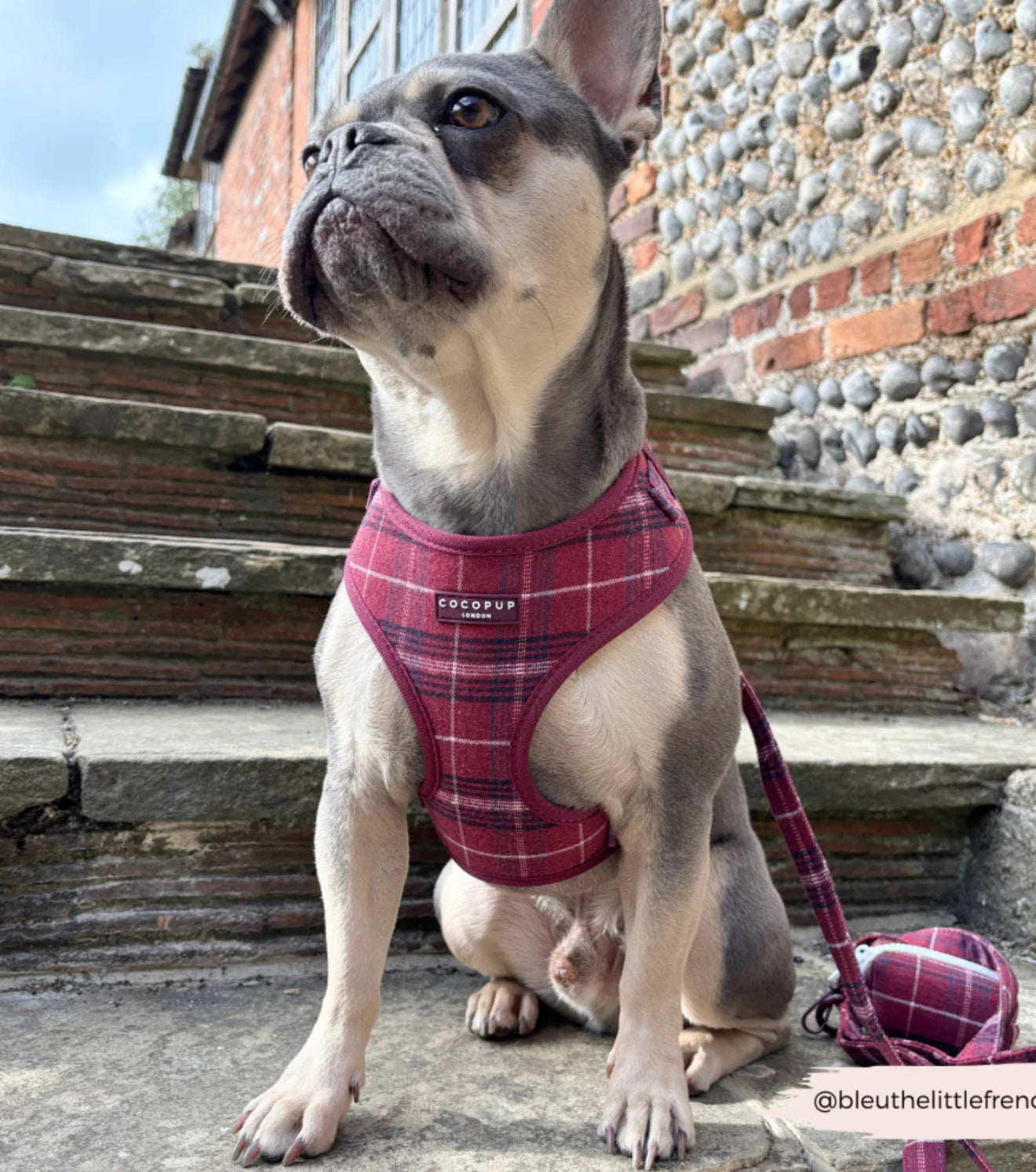 Cocopup London Harness - Mulberry Plaid