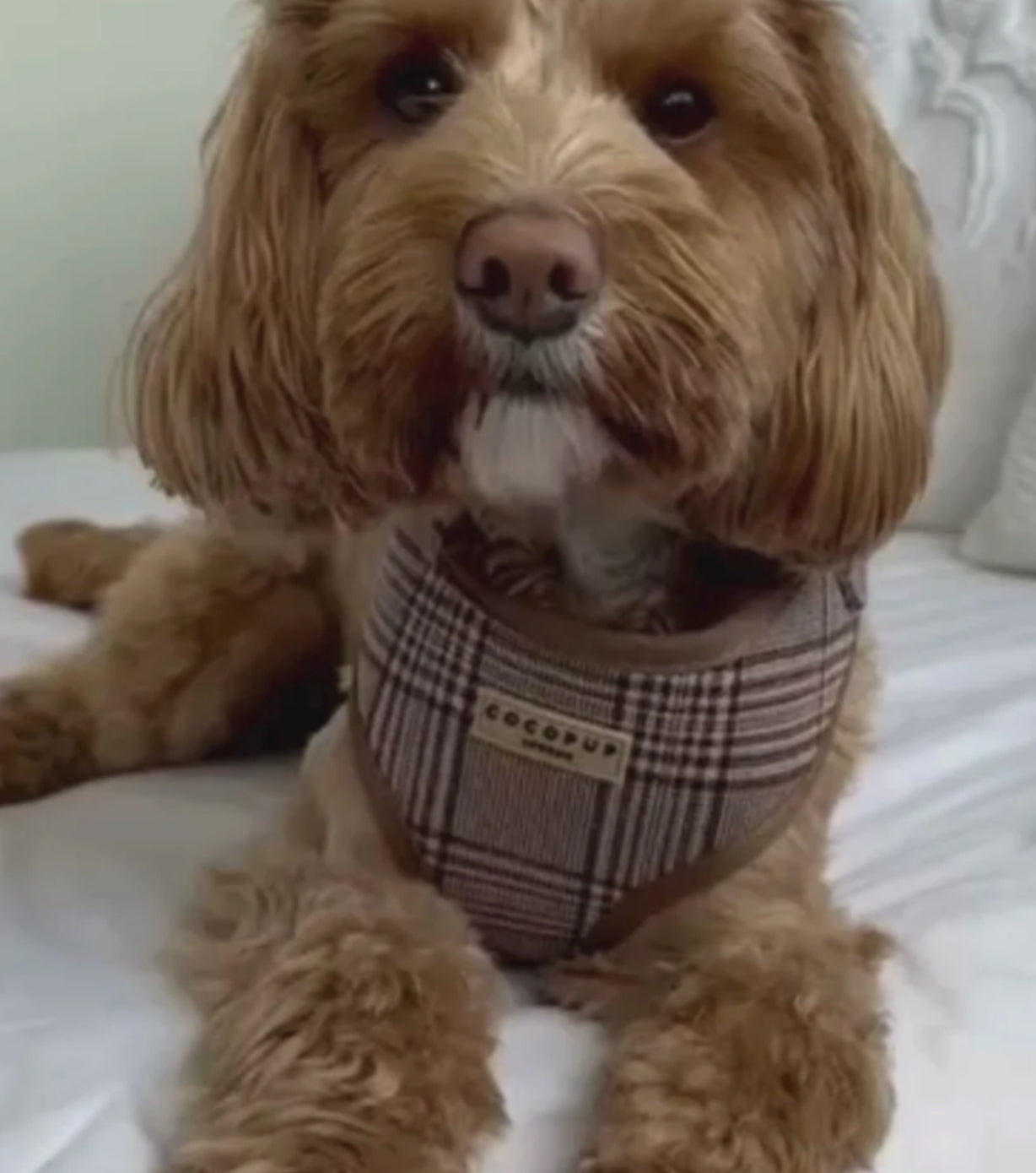 Cocopup London Adjustable Neck Harness - Pup Plaid