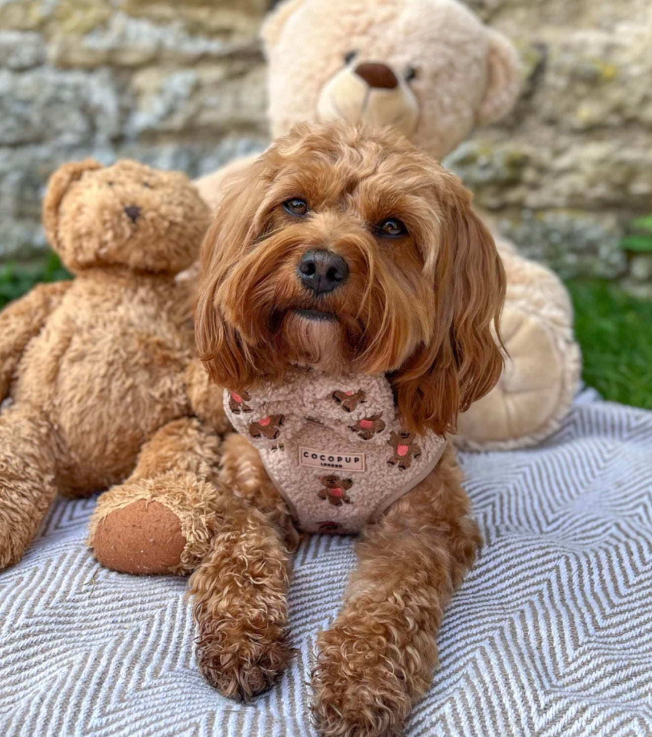 Cocopup London Theo Embroidered Teddy Adjustable Harness