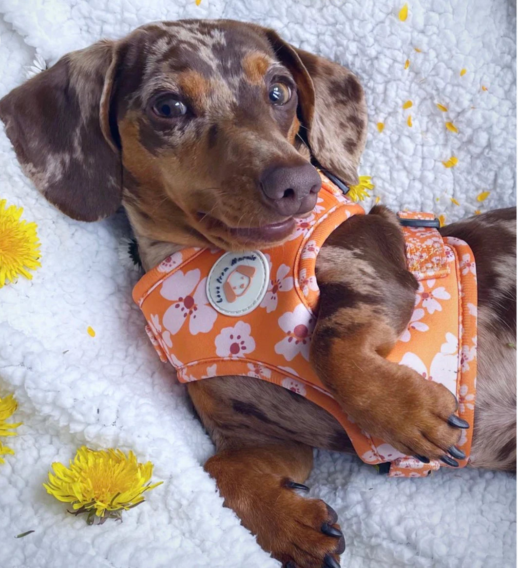 Love From Marnie Adjustable Harness - Orange Blossom
