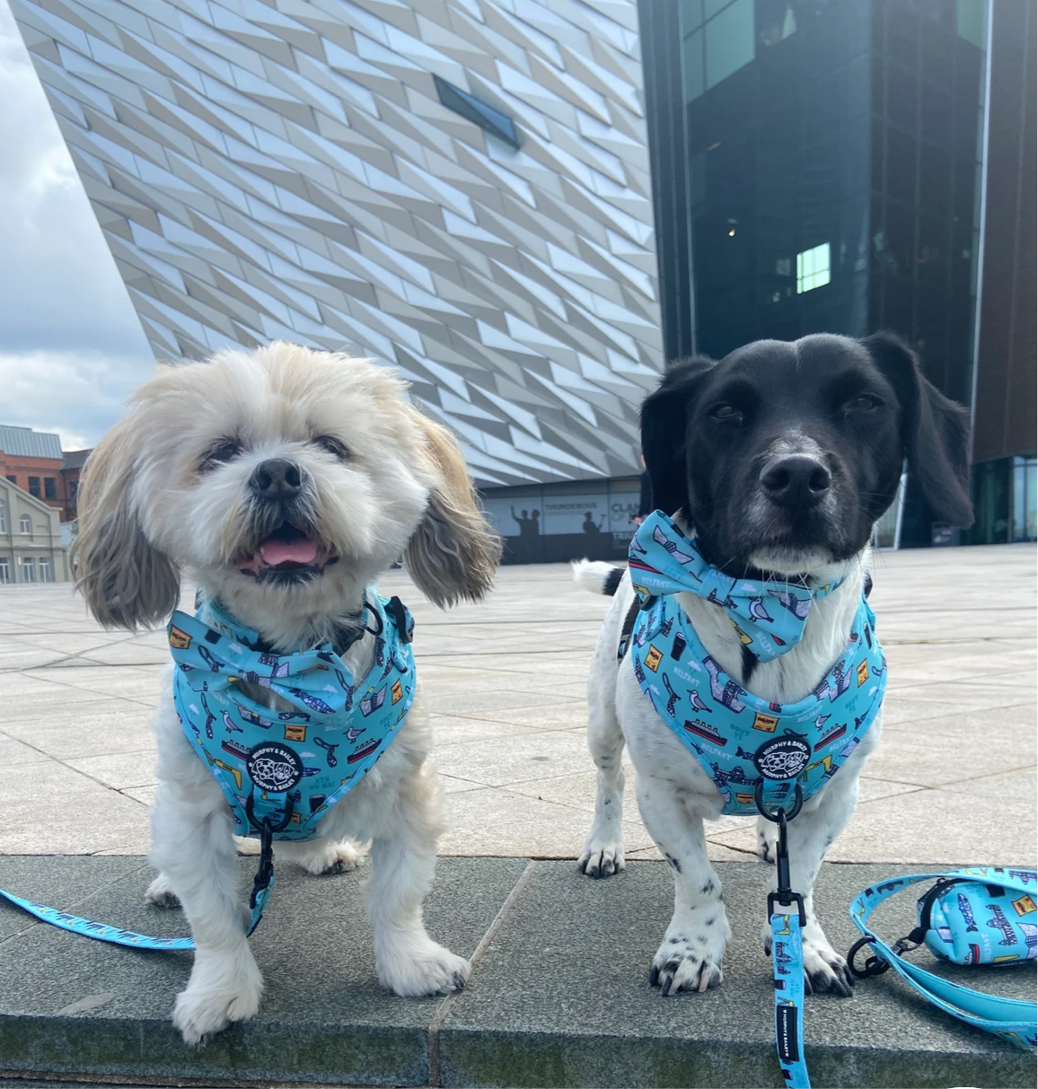 Murphy & Bailey Adjustable Harness - Mutts about Belfast Blue