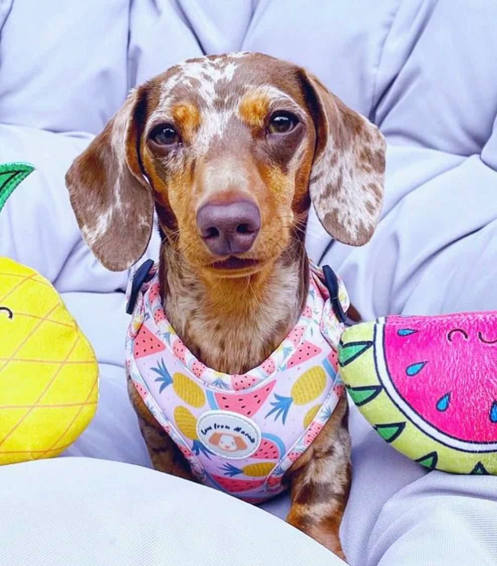 Love From Marnie Adjustable Harness - Fruitalicious