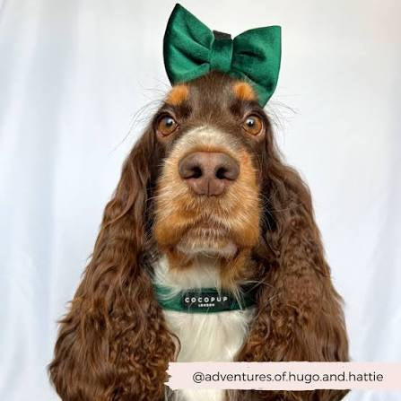 Cocopup London Collar - Luxe Velvet Forrest Green