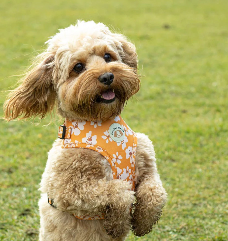 Love From Marnie Adjustable Harness - Orange Blossom