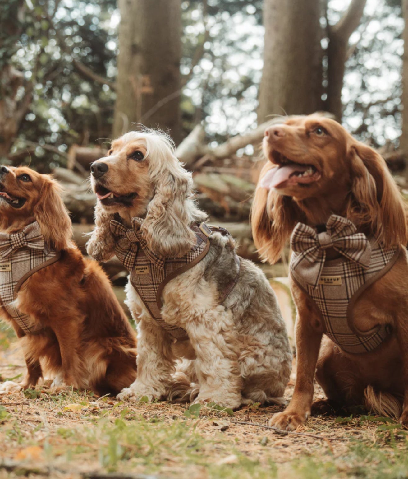 Cocopup London Collar - Pup Plaid