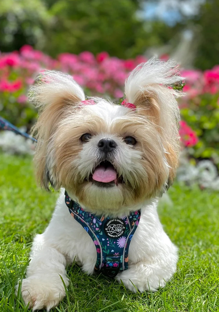 Murphy and Bailey Belmont Bloom Explorer Harness