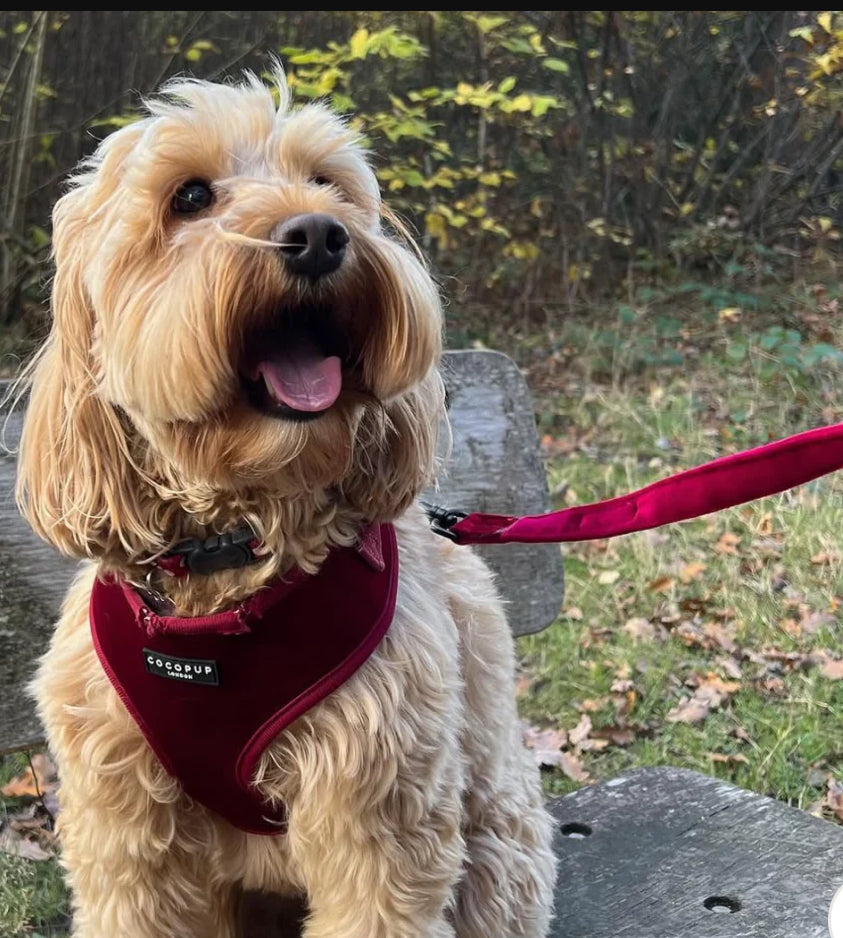 Cocopup London Adjustable Neck Harness - Luxe Velvet - Berry Red