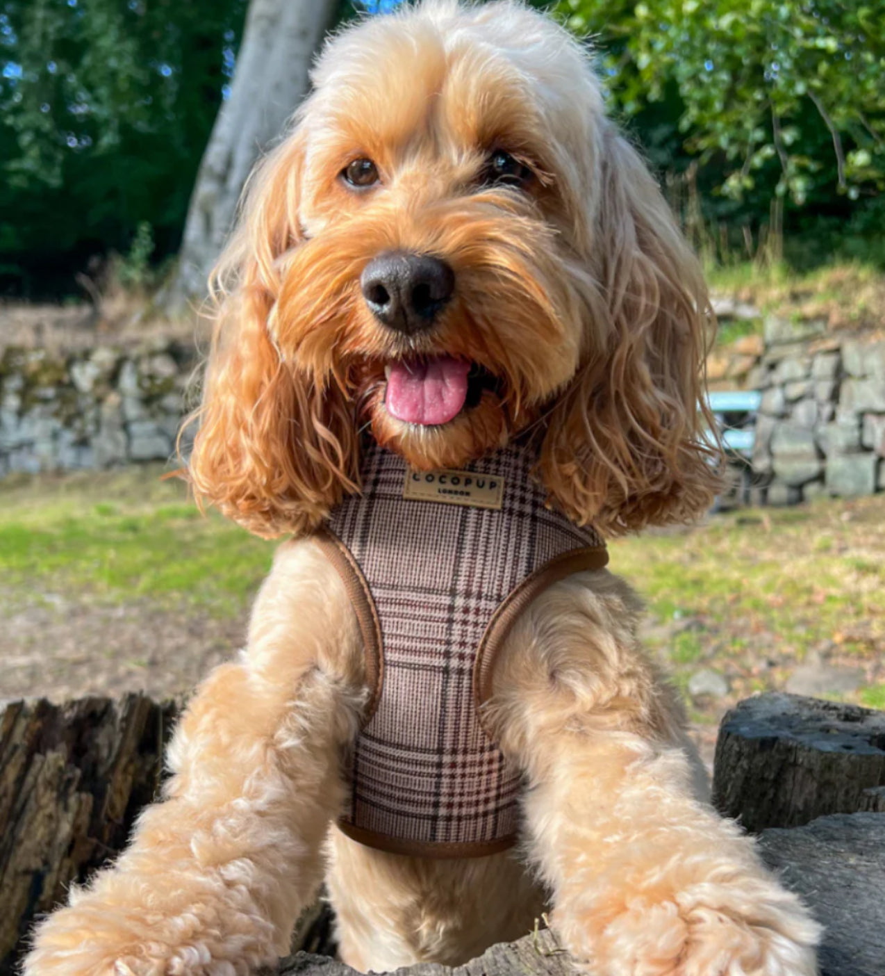 Cocopup London Adjustable Neck Harness - Pup Plaid