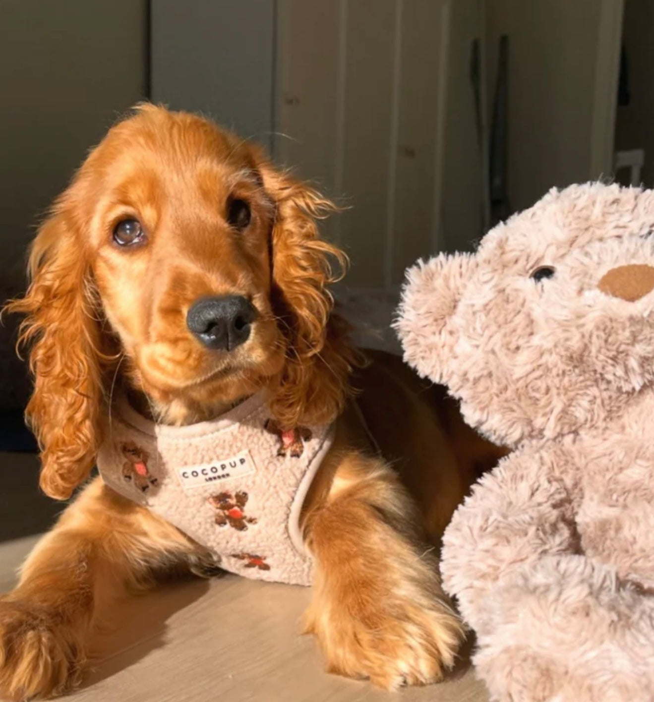 Cocopup London Theo Embroidered Teddy Adjustable Harness