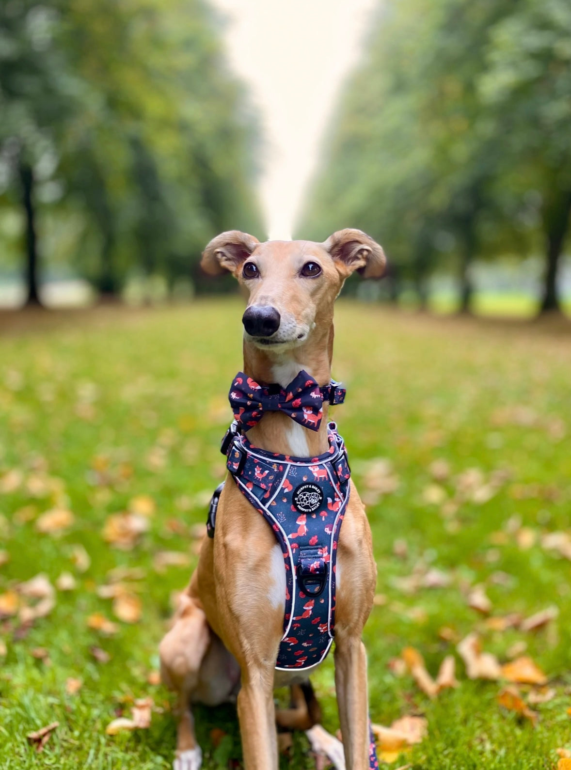 Murphy & Bailey Explore Harness - Let’s get foxy!