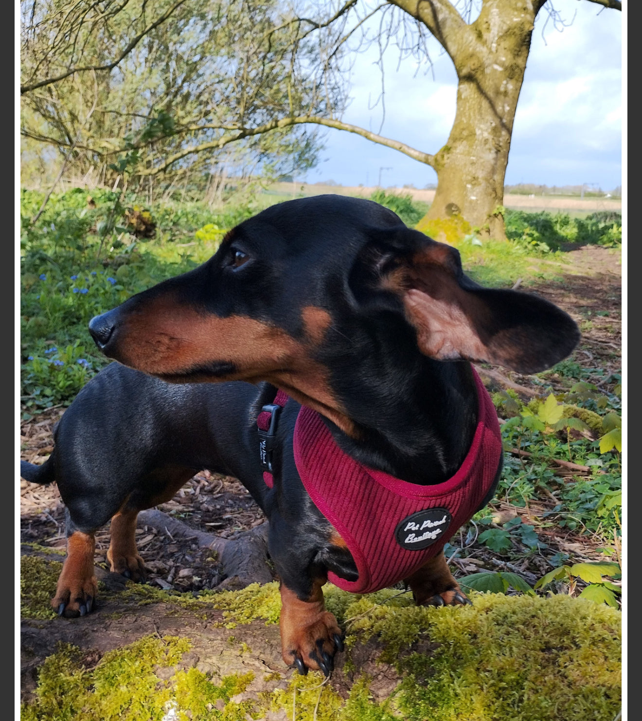 Pet Pooch Boutique Adjustable Harness - Burgandy Red Cord