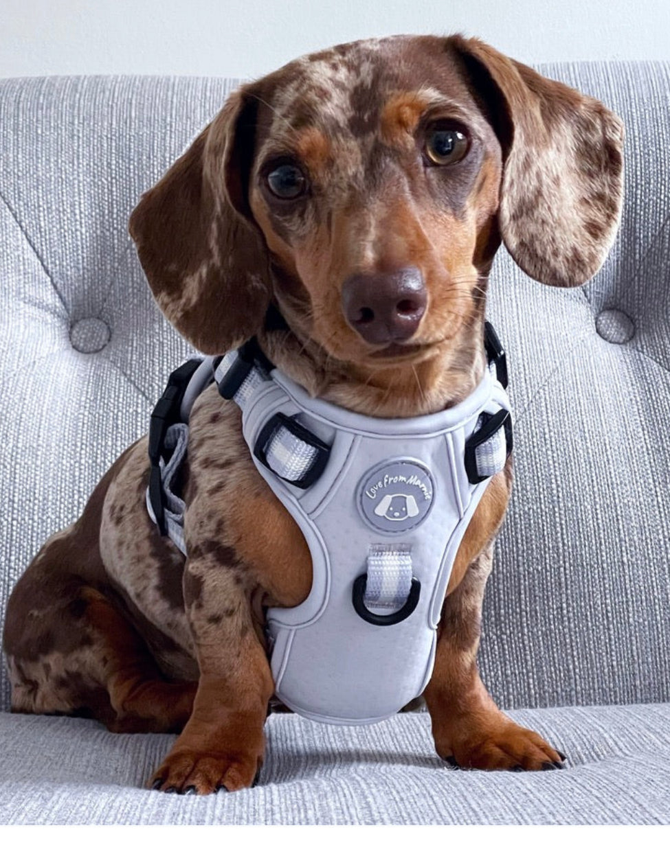 Love From Marnie Dynamic Harness- Periwinkle