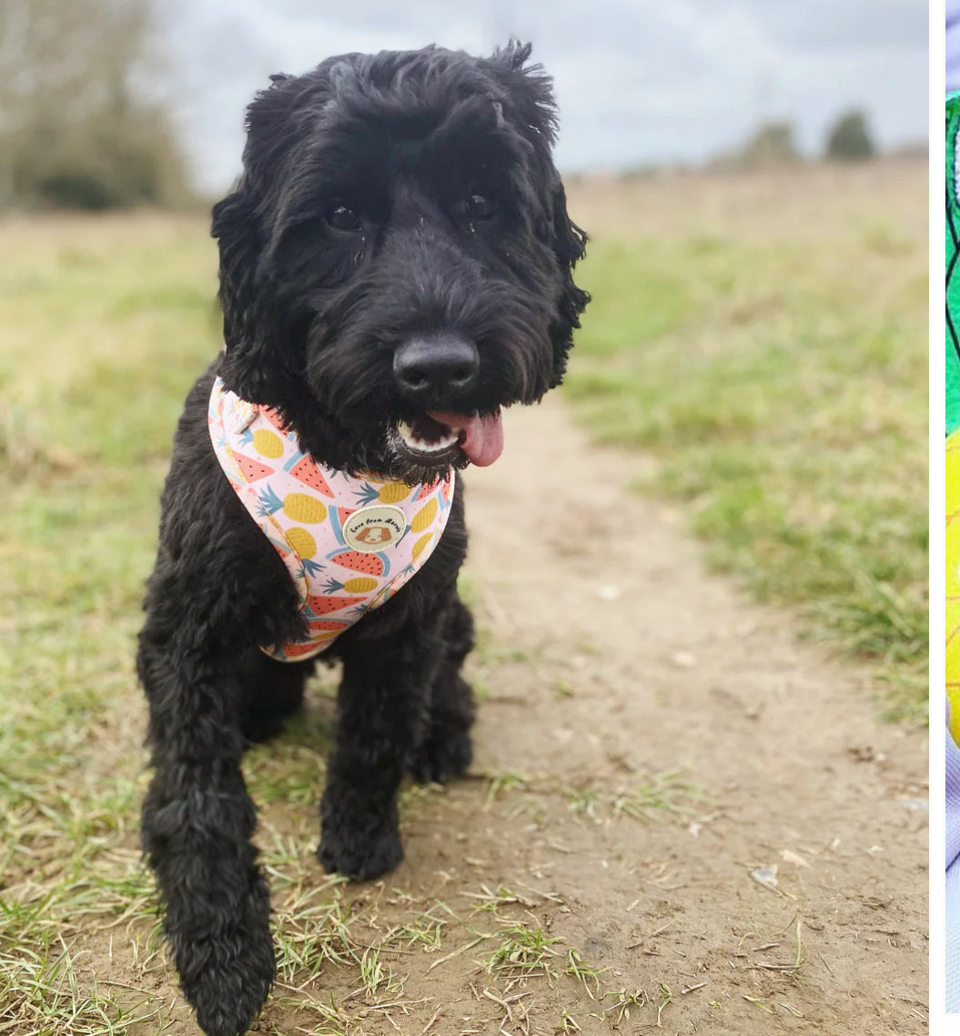 Love From Marnie Adjustable Harness - Fruitalicious