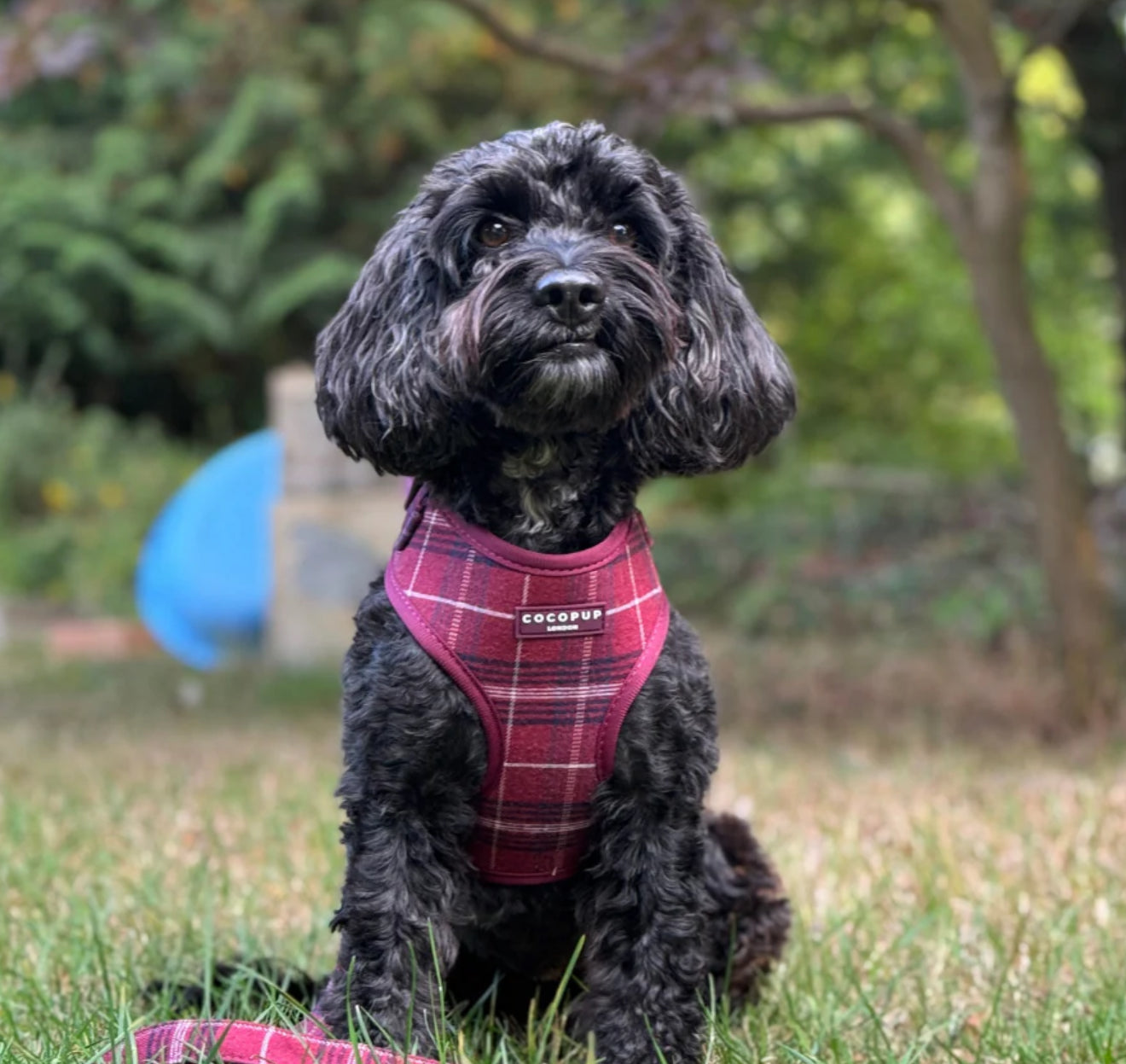 Cocopup London Harness - Mulberry Plaid