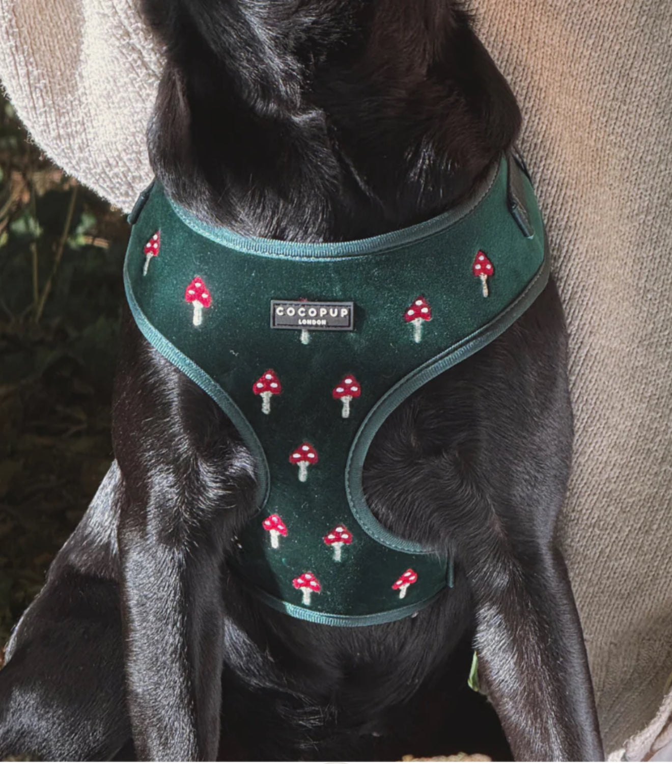 Cocopup London - Toadstool Trails Adjustable Neck Harness