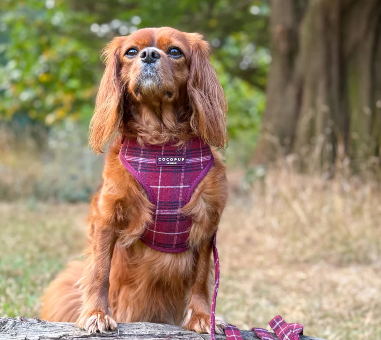 Cocopup London Harness - Mulberry Plaid