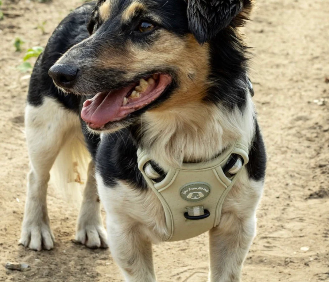 Love From Marnie Dynamic Harness - Pistachio