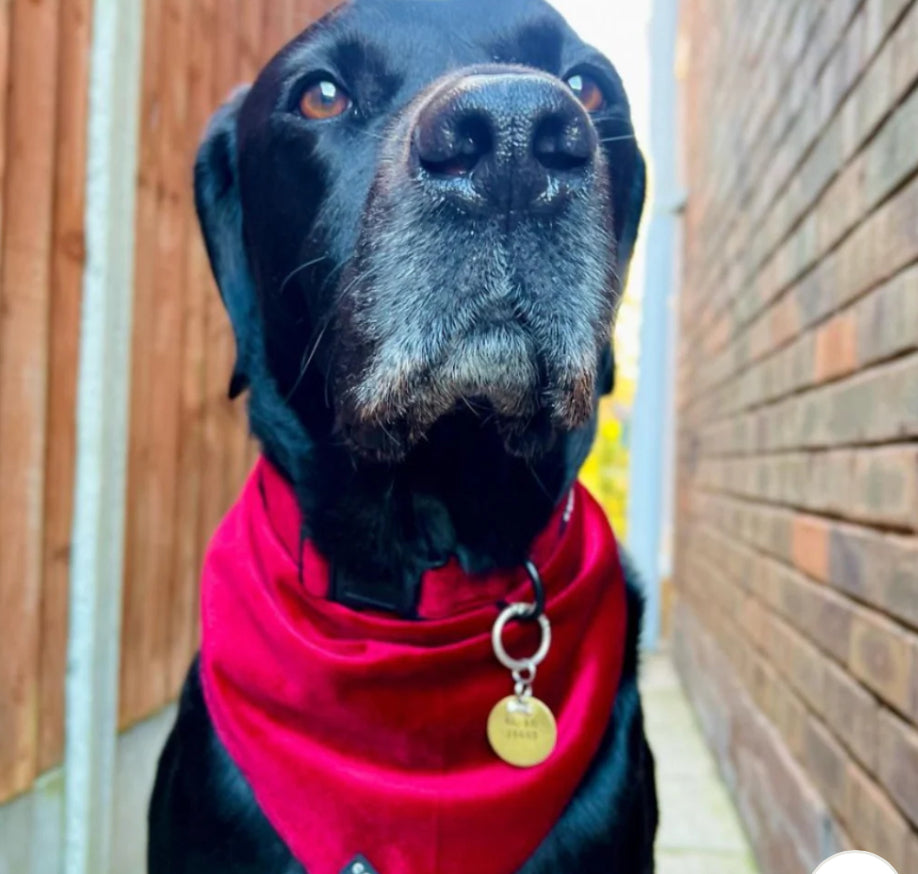 Cocopup London Collar - Luxe Velvet - Berry `Red