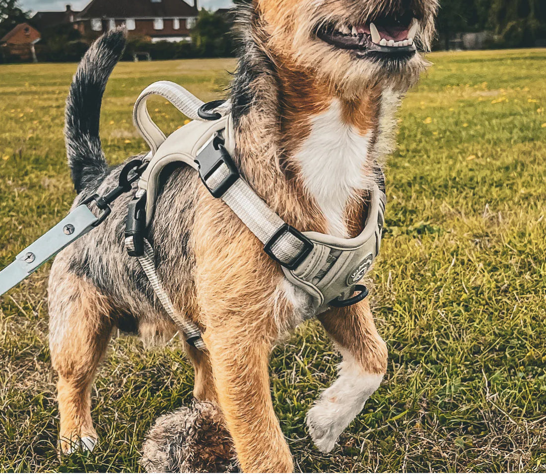 Love From Marnie Dynamic Harness - Pistachio