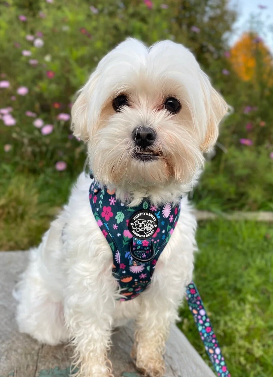 Murphy & Bailey Adjustable Harness - Belmont Blooms