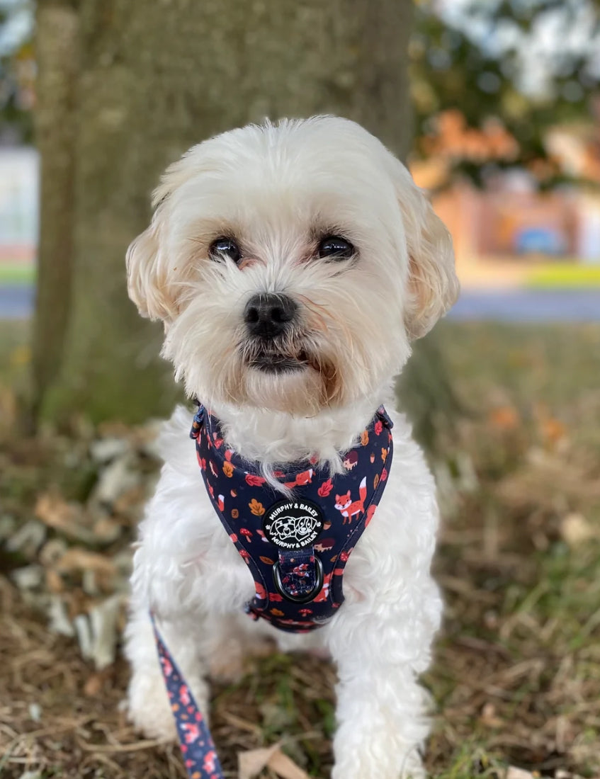 Murphy and Bailey Let’s Get Foxy! Adjustable Harness