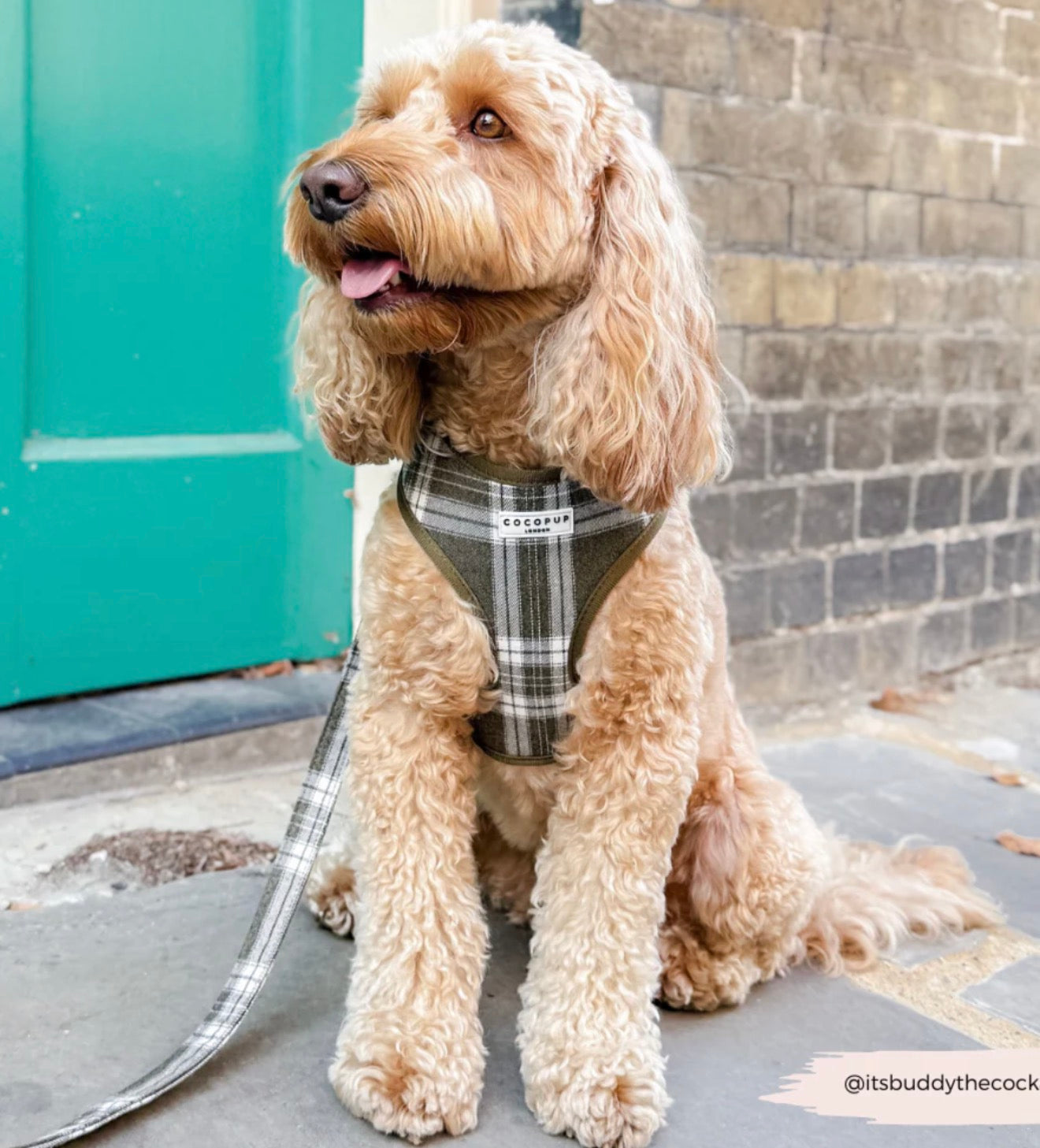 Cocopup London Olive Check Lead