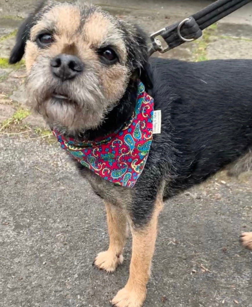 Blue Paisley Corduroy Dog Bandana