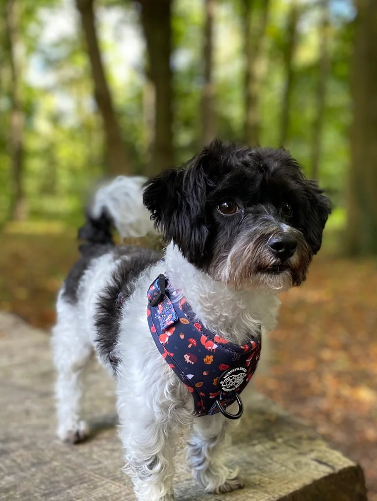 Murphy and Bailey Let’s Get Foxy! Adjustable Harness