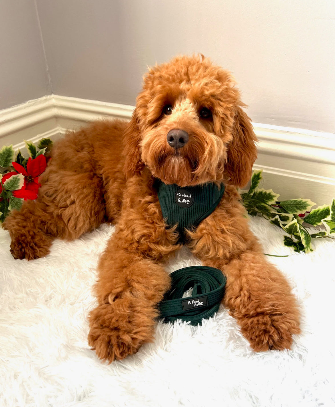 Pet Pooch Boutique Adjustable  Harness - Forrest Green Cord