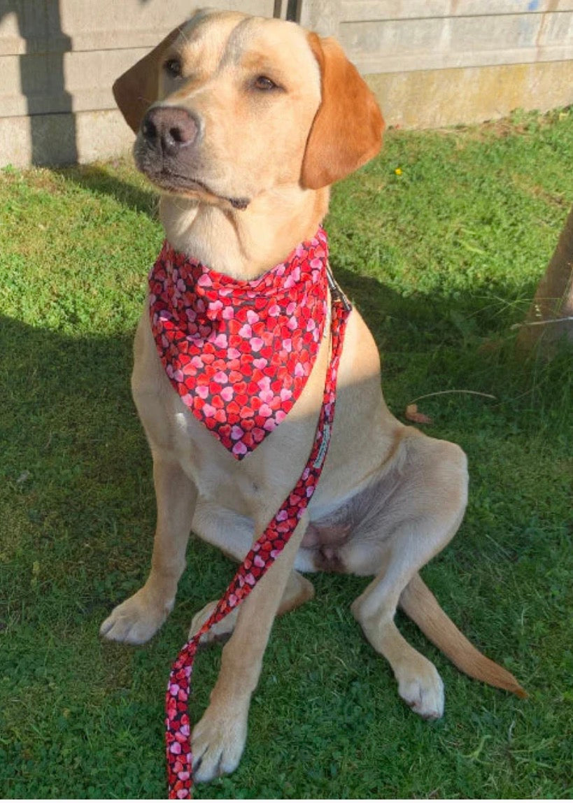 Love Hearts Print Dog Bandana