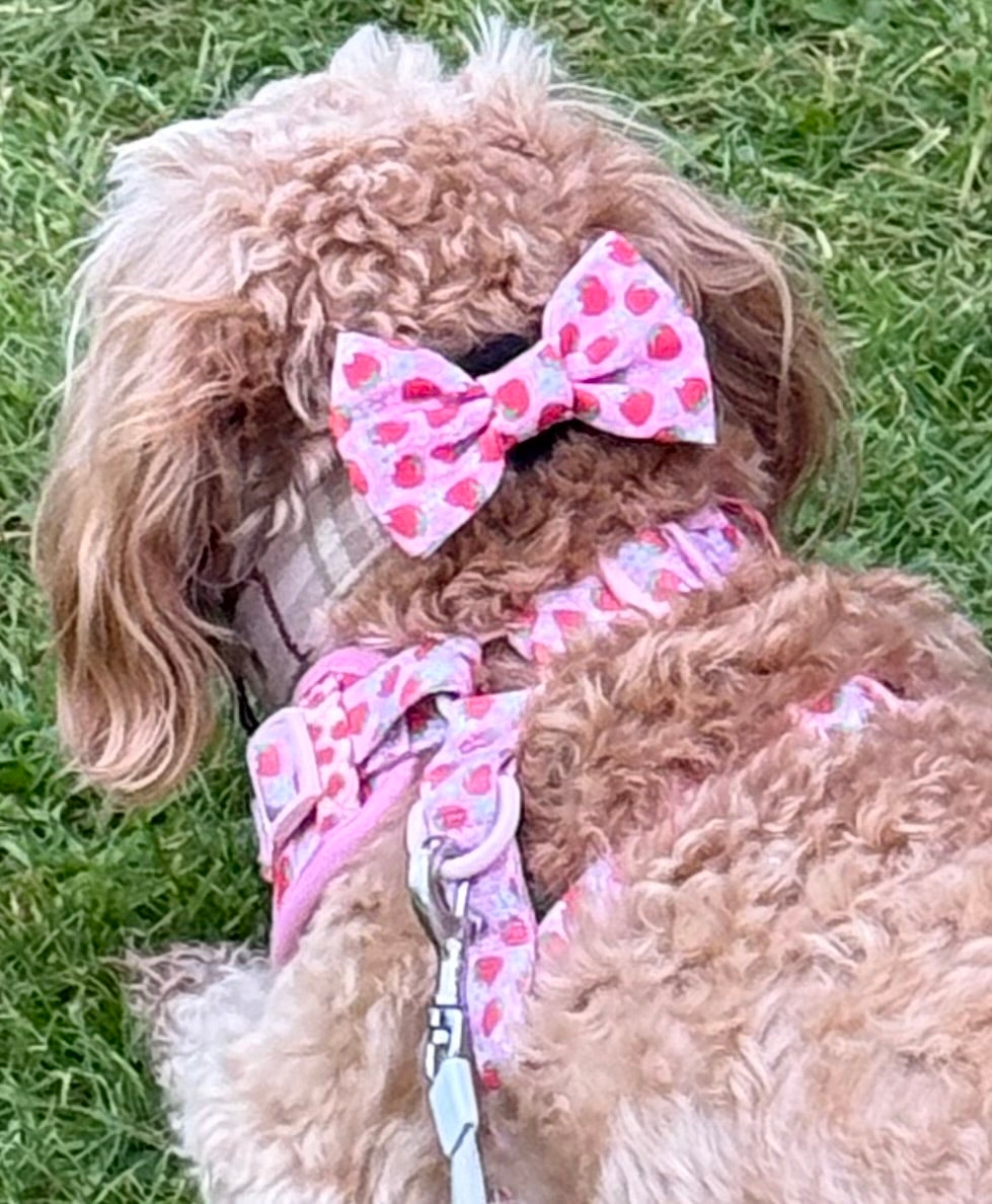 Dog Accessories