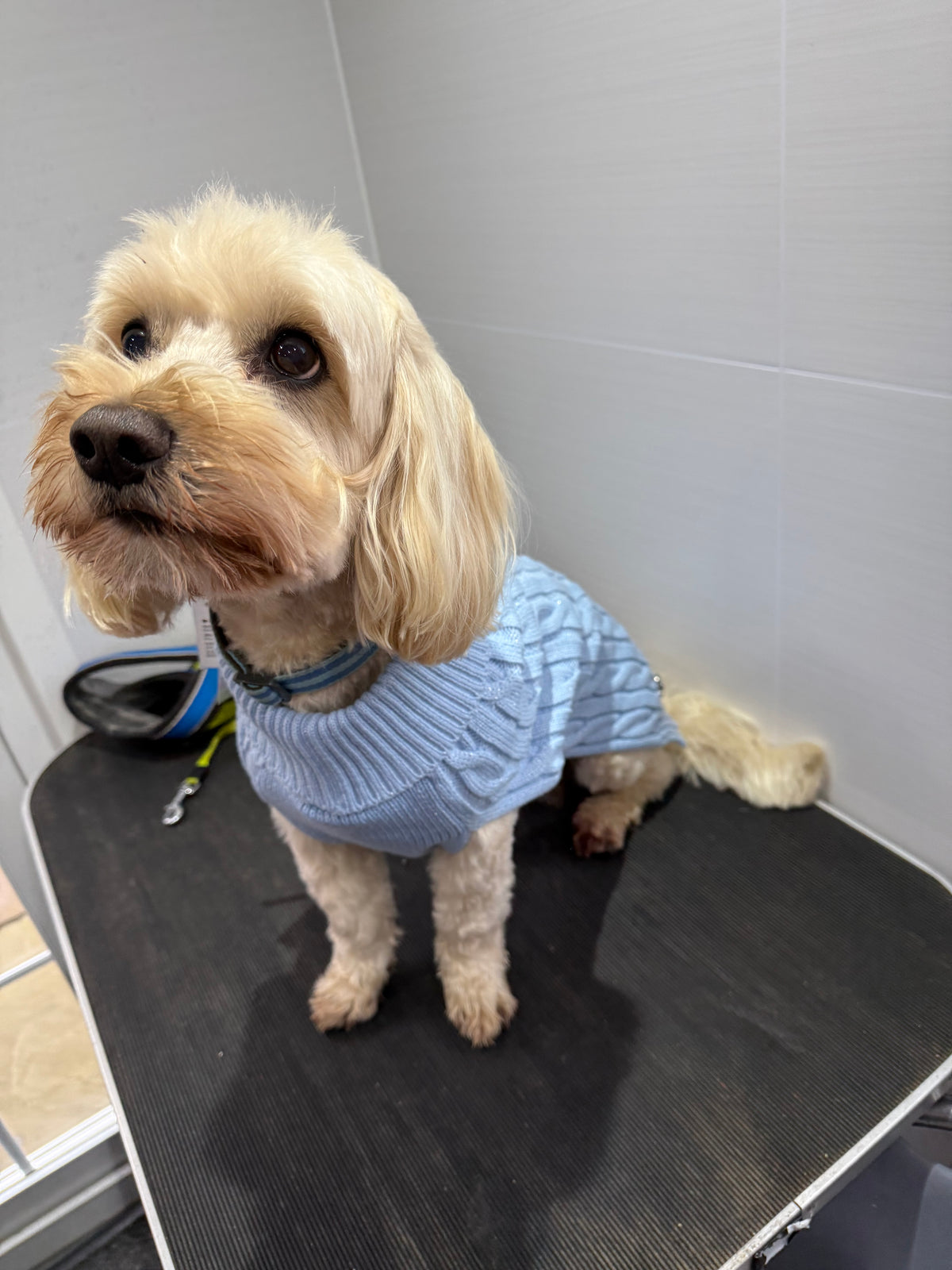 Dog Jumpers and Scarfs